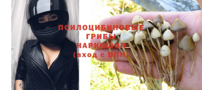 Псилоцибиновые грибы Psilocybe Бирюсинск